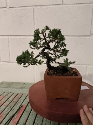 Bonsái Juniperus procumbens nana
