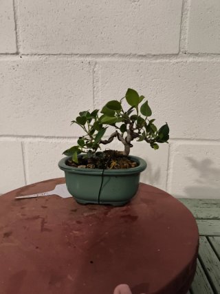 Bonsai Ficus Moyogui Compacto
