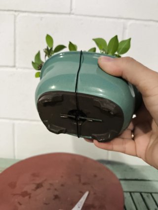Bonsai Ficus Moyogui Compacto