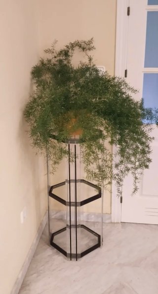 Planta Esparraguera en maceta