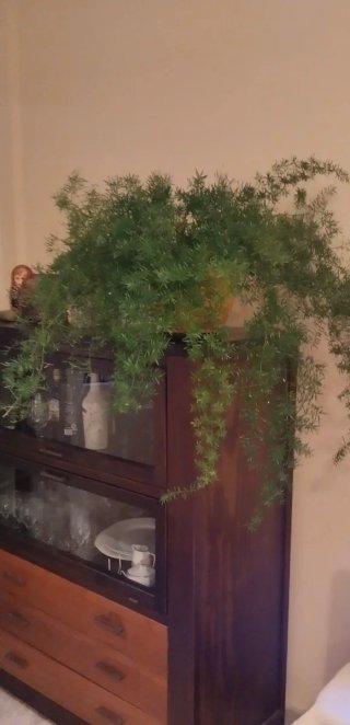Planta Esparraguera en maceta
