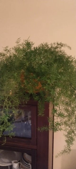 Planta Esparraguera en maceta