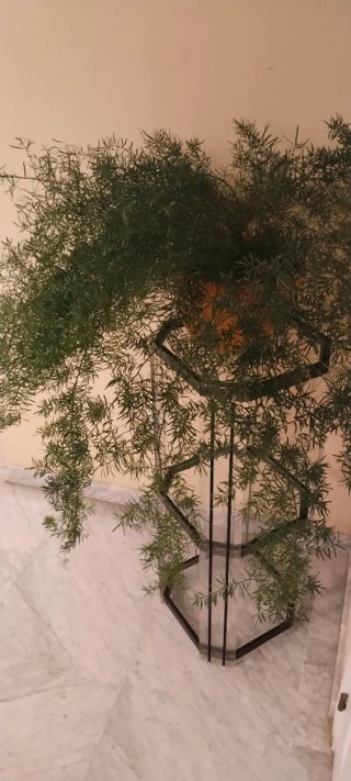 Planta Esparraguera en maceta