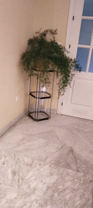 Planta Esparraguera en maceta
