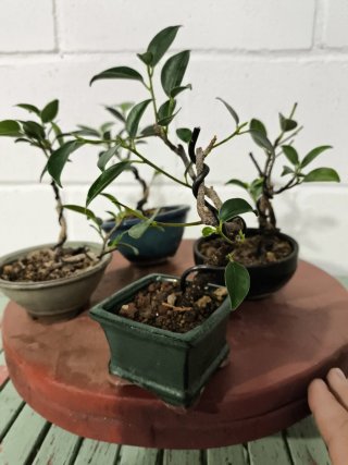 Lote 4 mini bonsáis Ficus