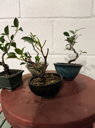 Lote 4 mini bonsáis Ficus