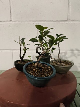 Lote 4 mini bonsáis Ficus