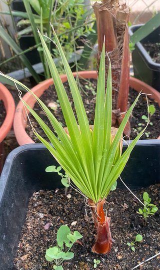 Palmera Washingtonia varios tamaños.