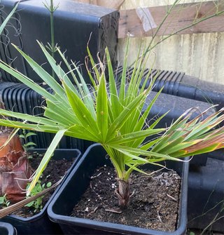 Palmera Washingtonia varios tamaños.