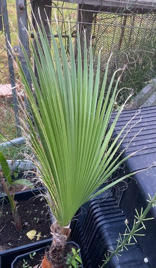 Palmera Washingtonia varios tamaños.