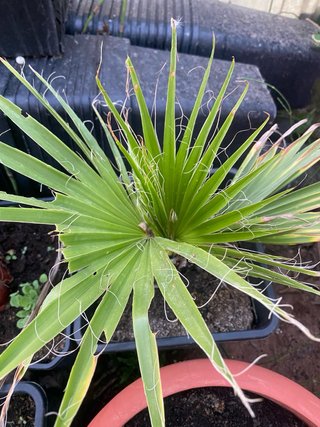 Palmera Washingtonia varios tamaños.
