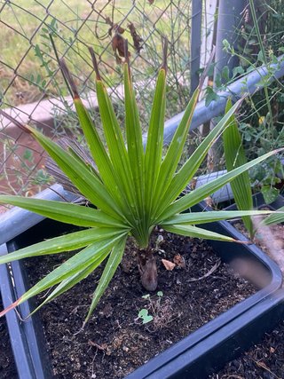 Palmera Washingtonia varios tamaños.
