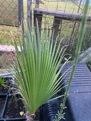 Palmera Washingtonia varios tamaños.