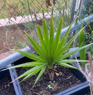 Palmera Washingtonia varios tamaños.