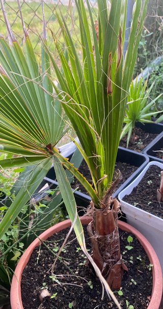 Palmera Washingtonia varios tamaños.