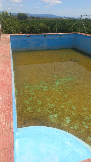 Limpiamos piscinas,y las pintamos.