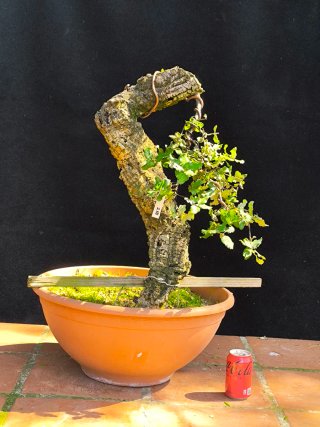 bonsai quercus suber