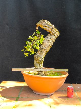 bonsai quercus suber