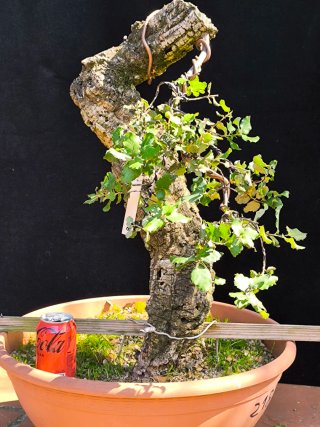 bonsai quercus suber