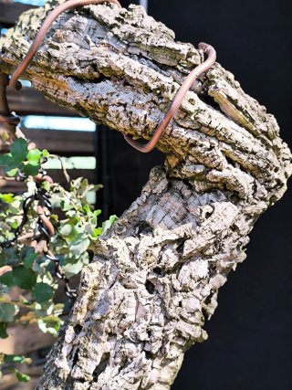 bonsai quercus suber
