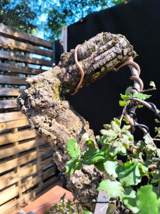 bonsai quercus suber