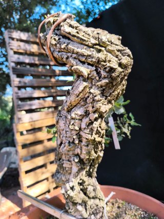 bonsai quercus suber
