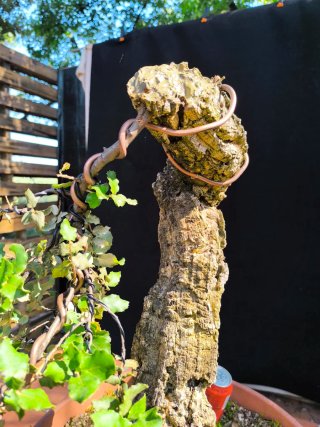 bonsai quercus suber