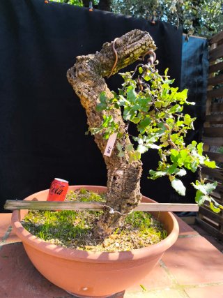 bonsai quercus suber