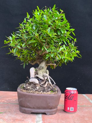 granado nejikan bonsai
