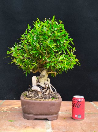 granado nejikan bonsai