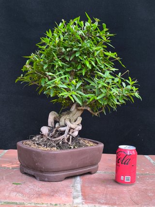 granado nejikan bonsai