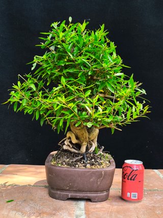granado nejikan bonsai