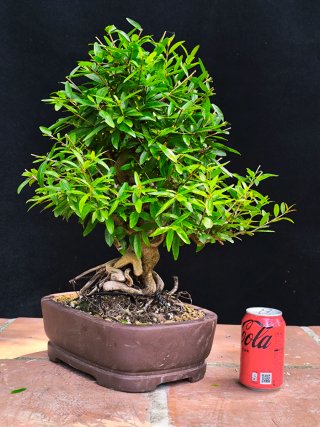 granado nejikan bonsai