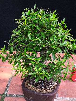 granado nejikan bonsai