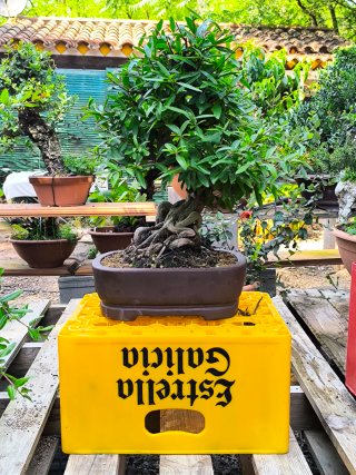granado nejikan bonsai