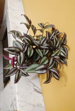 Planta Tradescantia zebrina en maceta