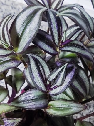 Planta Tradescantia zebrina en maceta