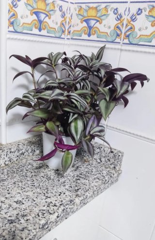 Planta Tradescantia zebrina en maceta
