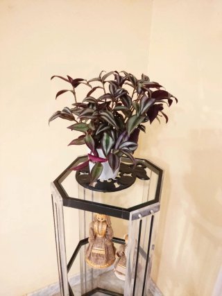 Planta Tradescantia zebrina en maceta