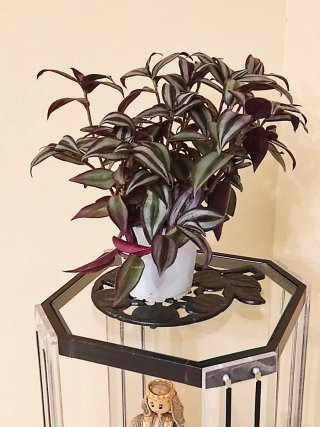 Planta Tradescantia zebrina en maceta