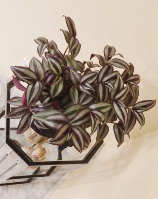 Planta Tradescantia zebrina en maceta