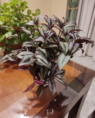 Planta Tradescantia zebrina en maceta