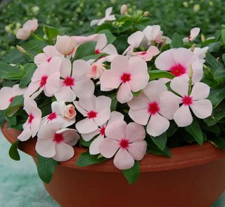 60+ Semi Catharanthus Mix XXL