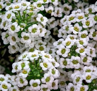 500+ Semi Alyssum Bianco Nano - Profumo Miele