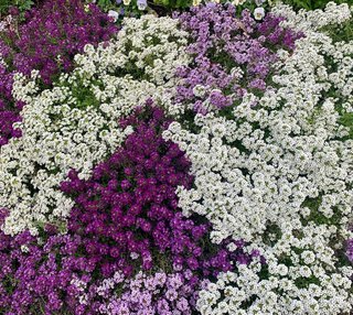 500+ Semi Alyssum Bianco Nano - Profumo Miele