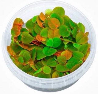 Phyllanthus Fluitans Acuario Plantas Flotantes