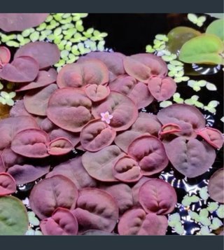 Phyllanthus Fluitans Acuario Plantas Flotantes