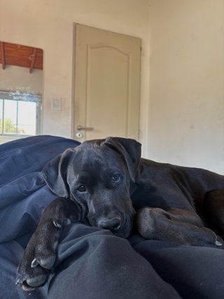 Paseador de Perros