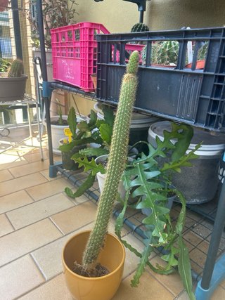 Cactus Hildewintera Borzicactus