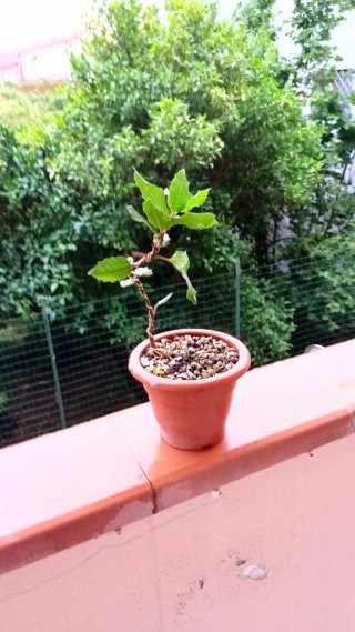 Prebonsai Leccio Quercia